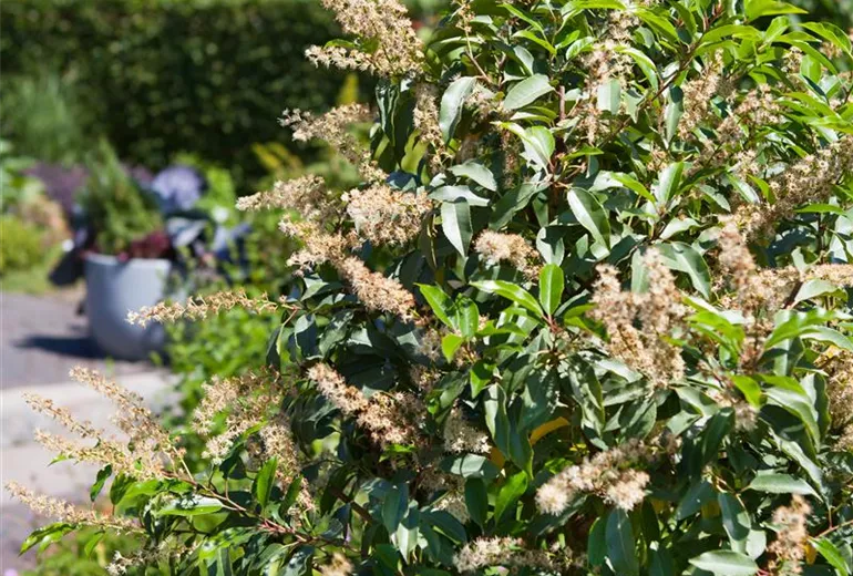 Prunus lusitanica Prunus lusitanica