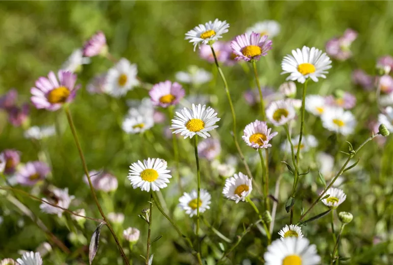 Bellis perennis Bellis perennis