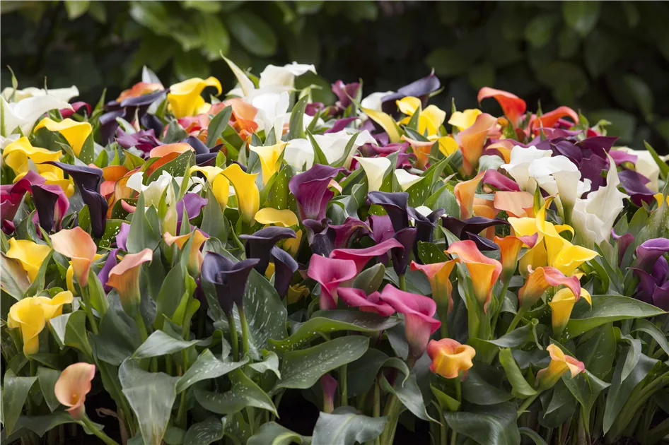 Zantedeschia