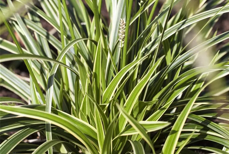 Acorus gramineus 'Variegatus' Acorus gramineus 'Variegatus'