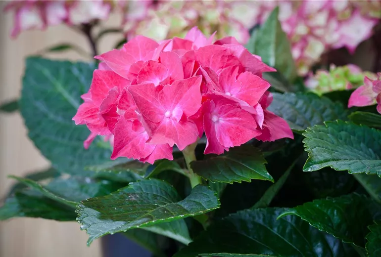 Hydrangea macrophylla