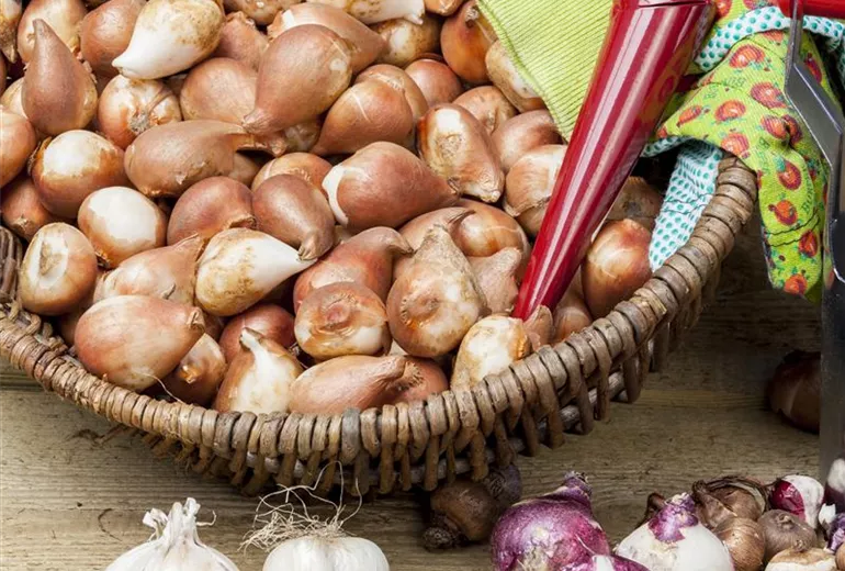 Hyacinthus Hyacinthus