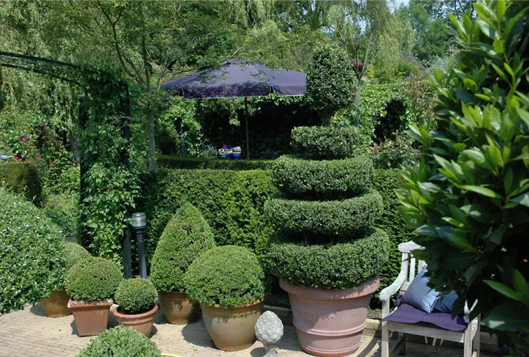 Buxus