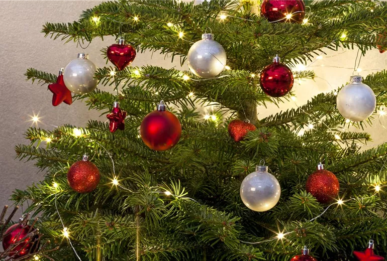 Abies nordmanniana Abies nordmanniana