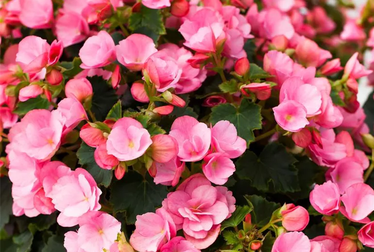 Begonia betulia 'Candy'®