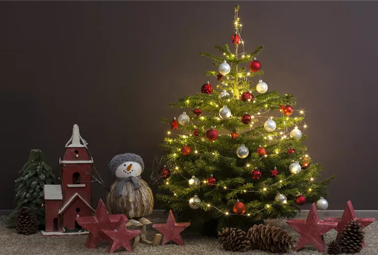 Abies nordmanniana Abies nordmanniana