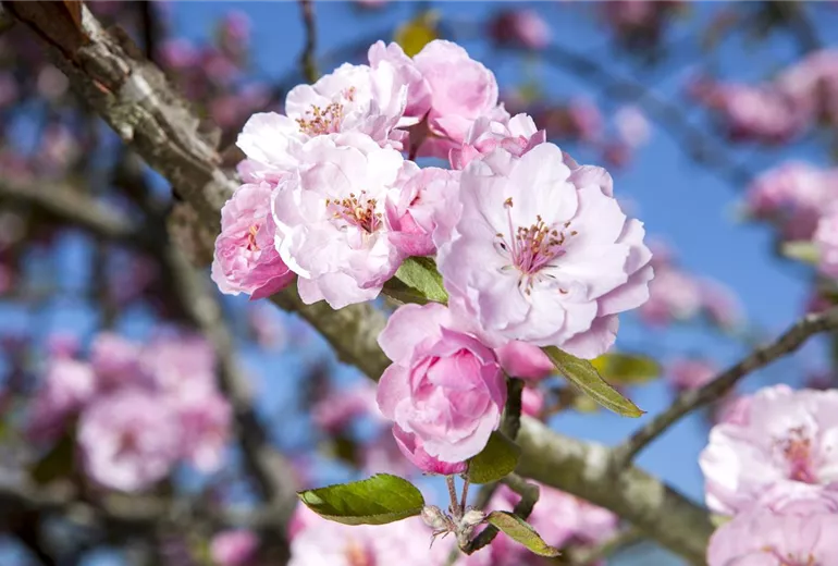 Malus 'Brandy Magic'