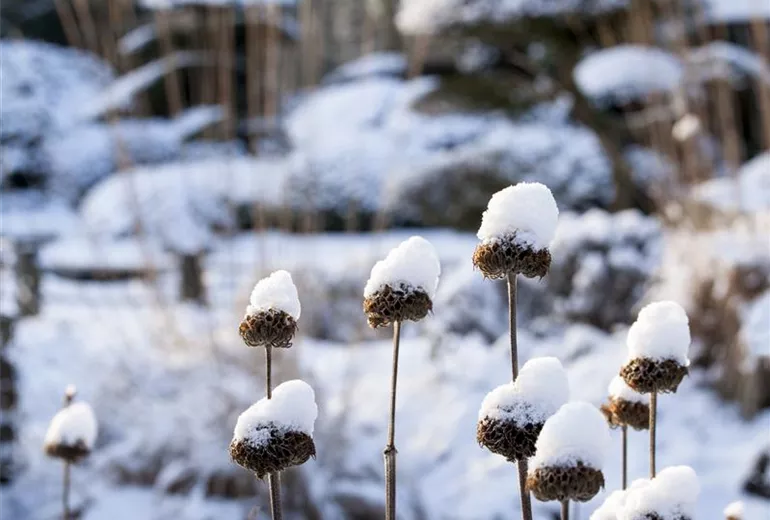Sträucher mit Schnee Sträucher mit Schnee