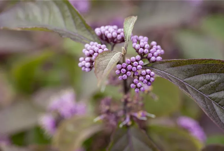 Callicarpa bodinieri var. giraldii 'Profusion' Callicarpa bodinieri var. giraldii 'Profusion'