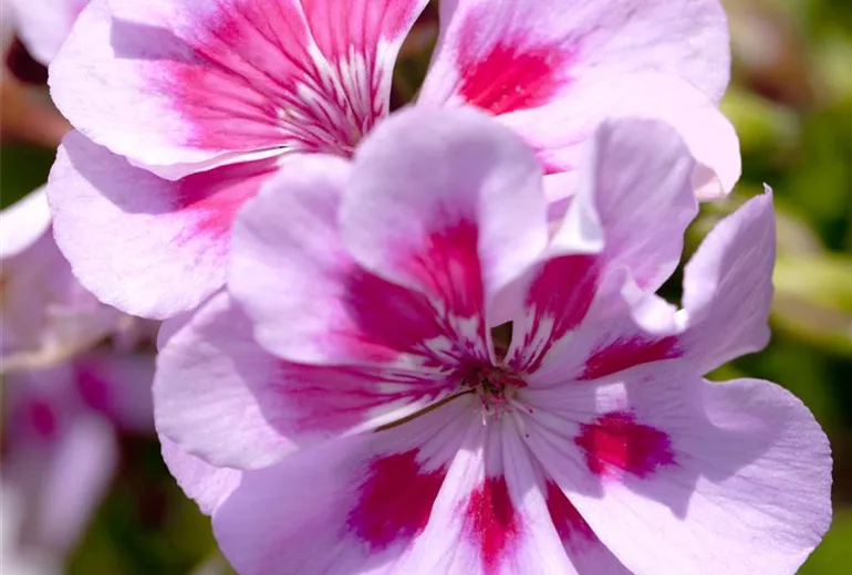 Pelargonium