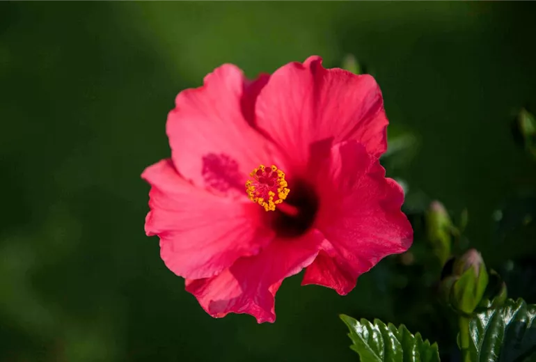 Hibiscus rosa-sinensis Hibiscus rosa-sinensis