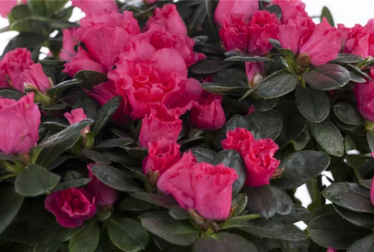 Rhododendron simsii, pink