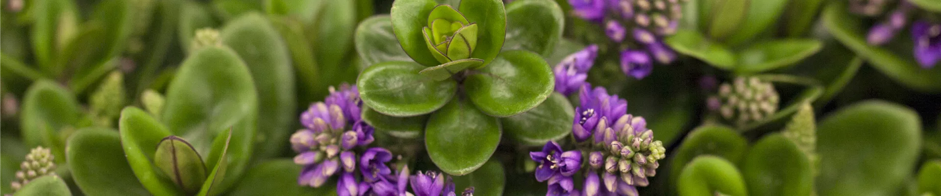 Hebe Addenda Hebe Addenda