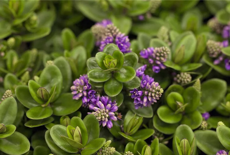 Hebe Addenda Hebe Addenda