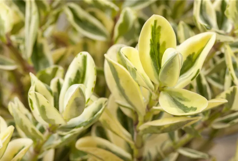 Hebe x andersonii Hebe x andersonii