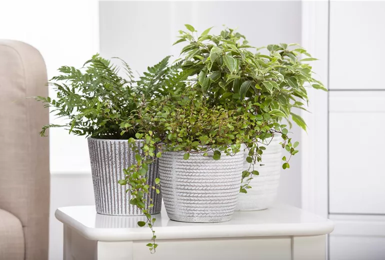 Grünpflanzen Grünpflanzen