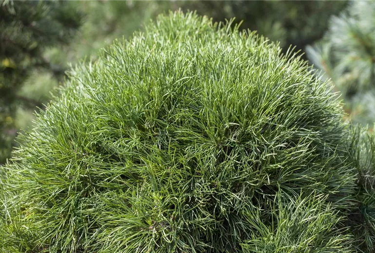 Pinus sylvestris 'Globosa Viridis' Pinus sylvestris 'Globosa Viridis'