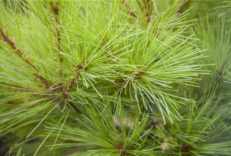 Pinus strobus 'Louie' Pinus strobus 'Louie'