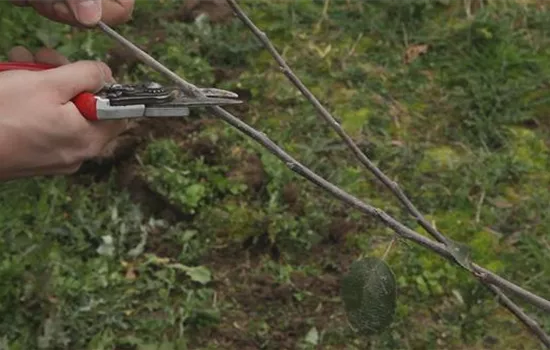 Apfelbaum - Pflanzschnitt Apfelbaum - Pflanzschnitt