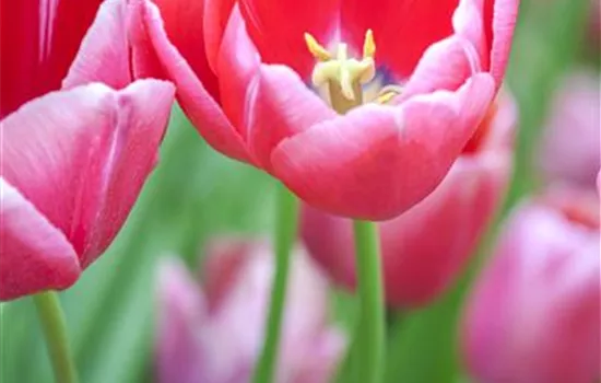 Tulpen im Garten – der bunte Wahnsinn  Tulpen im Garten – der bunte Wahnsinn