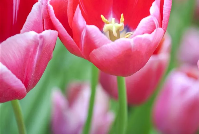 Tulipa Tulipa