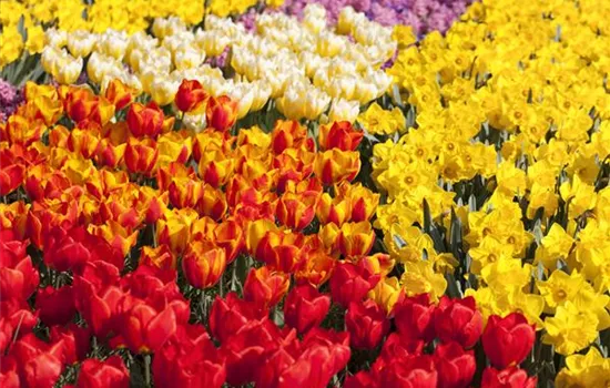 Tulpenzwiebeln einpflanzen – Beetgestaltung mit Tulpen Tulpenzwiebeln einpflanzen – Beetgestaltung mit Tulpen