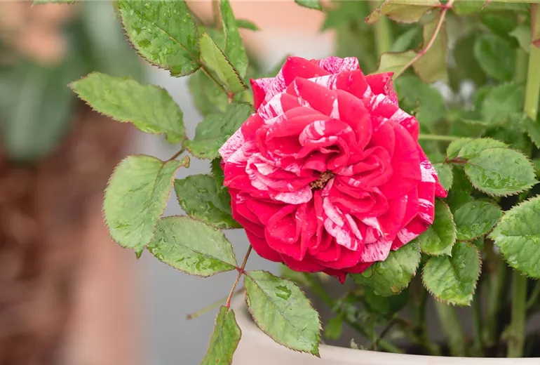 Beetrose, zweifarbig Beetrose, zweifarbig