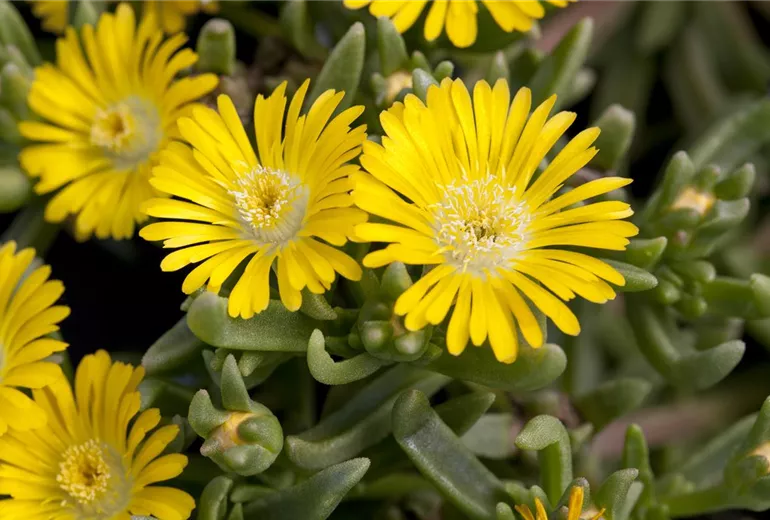 Delosperma 'Wheels of Wonder'®