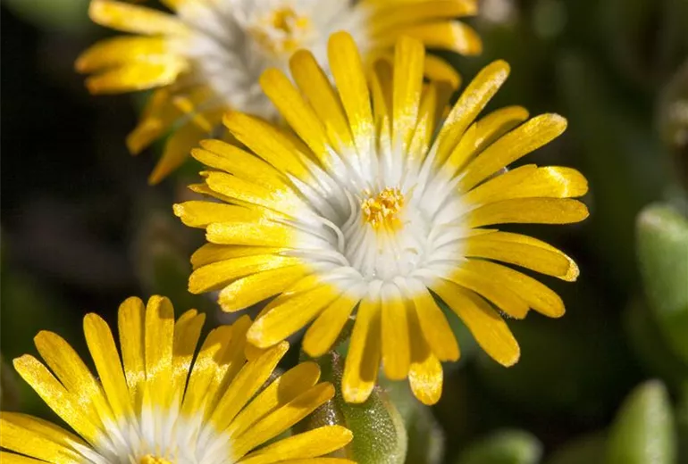 Delosperma congestum 'Golden Nugget'