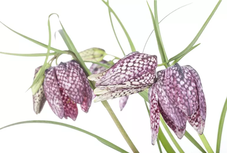 Fritillaria meleagris