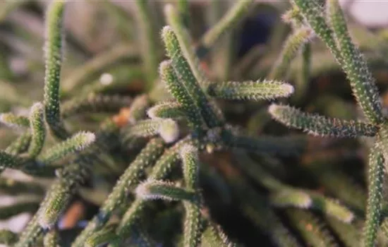 Binsenkaktus - Umtopfen Binsenkaktus - Umtopfen