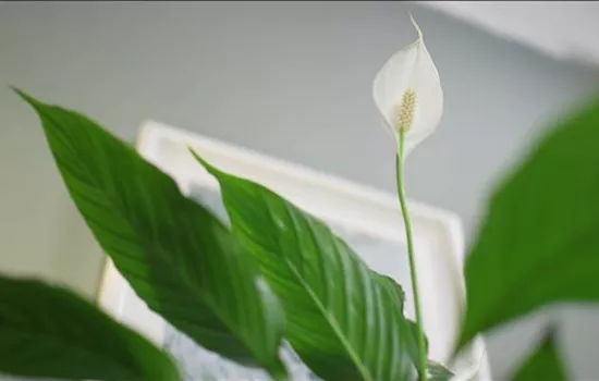 Zimmerpflanzenportrait - Einblatt Zimmerpflanzenportrait - Einblatt