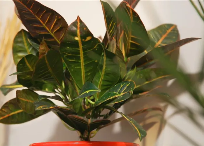 Wunderstrauch - Umtopfen Wunderstrauch - Umtopfen