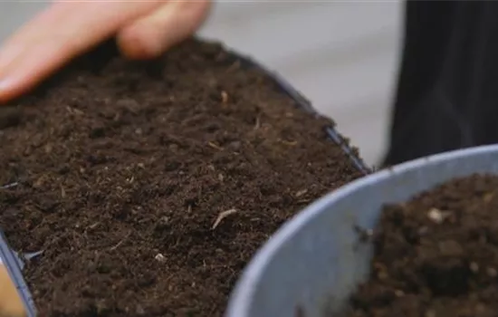 Majoran - Aussaat Majoran - Aussaat