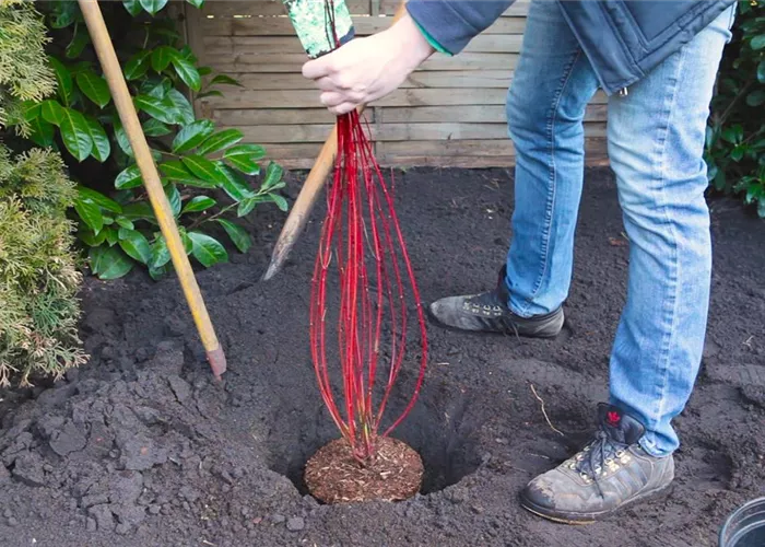 Hartriegel - Einpflanzen im Garten