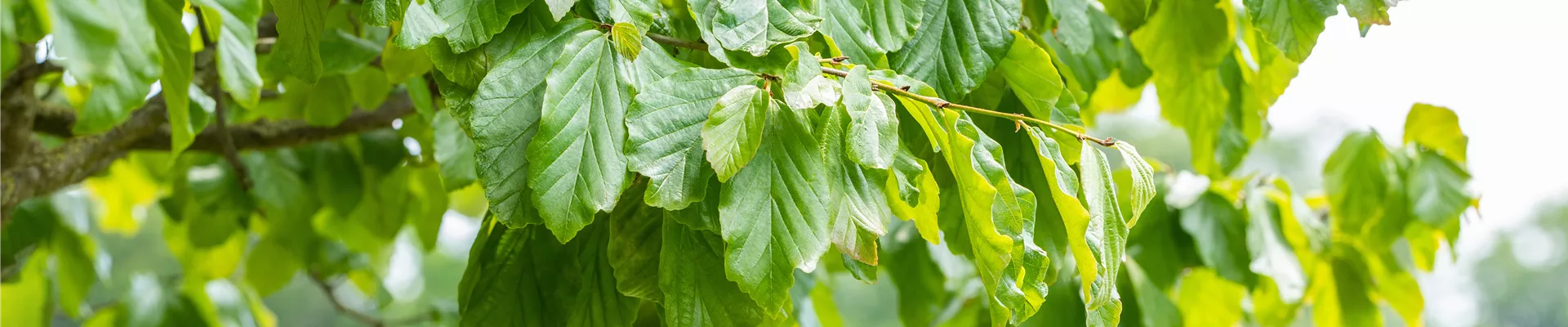 Parrotia persica Dach Parrotia persica Dach