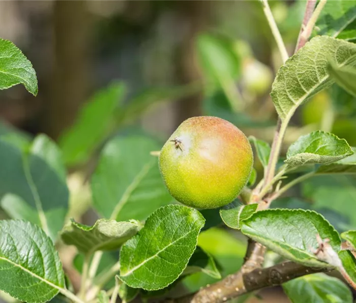 Malus domestica 'Santana'®