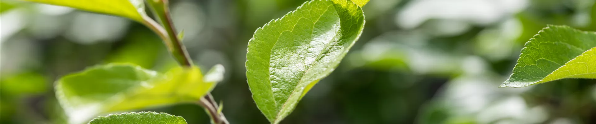 Malus domestica 'Ariwa' Malus domestica 'Ariwa'