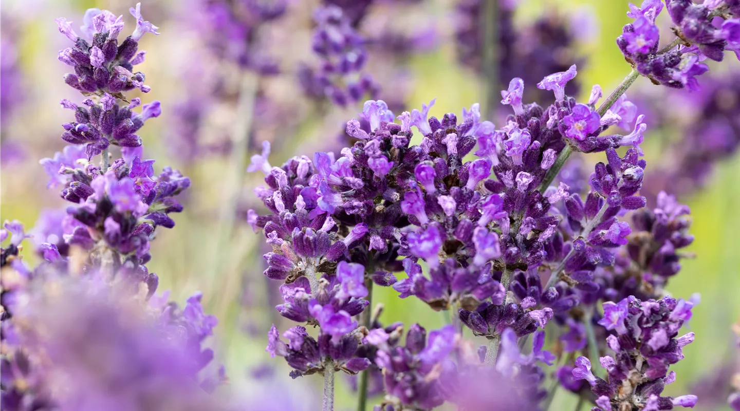 Lavandula angustifolia 'Hidcote'