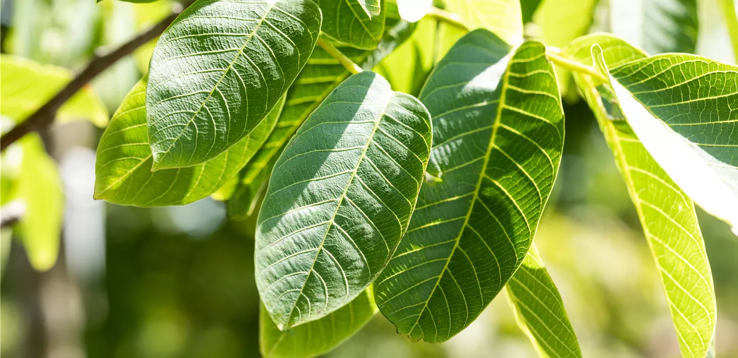 Juglans regia