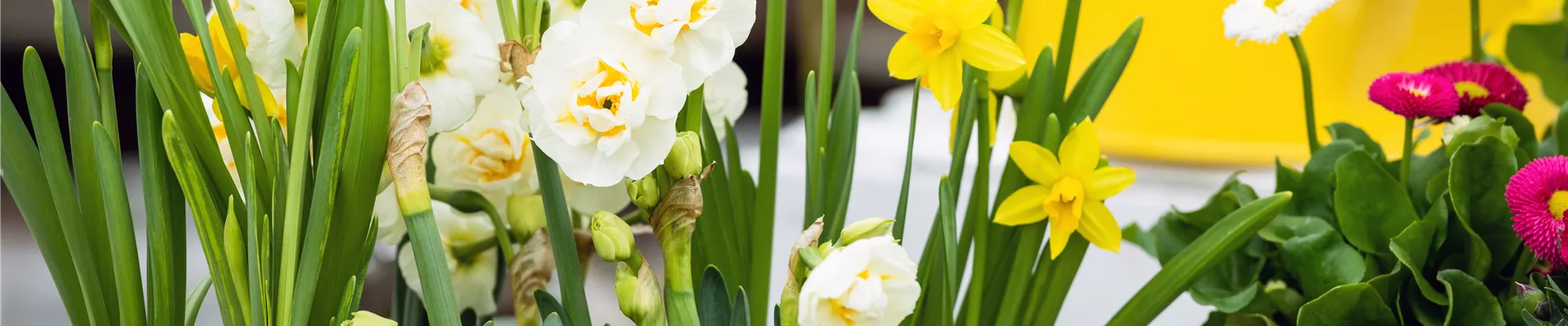 Frühlingsblumenmix im Betonkübel