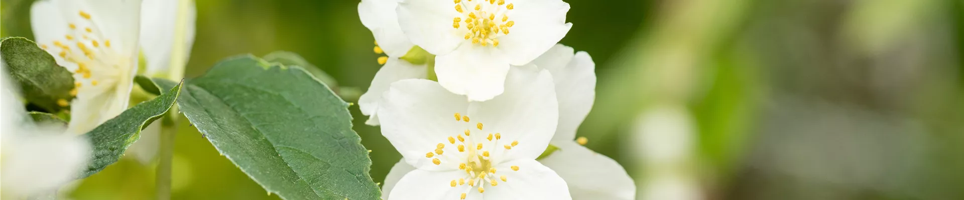 Philadelphus coronarius Philadelphus coronarius