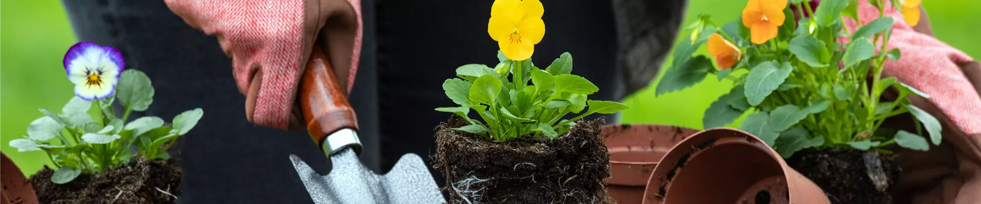 Erde - Hornveilchen einpflanzen Erde - Hornveilchen einpflanzen