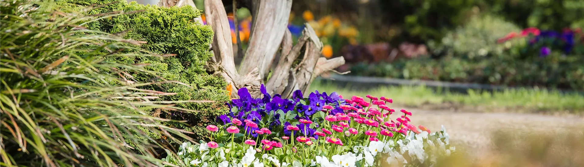 Grabbepflanzung Frühjahr Grabbepflanzung Frühjahr