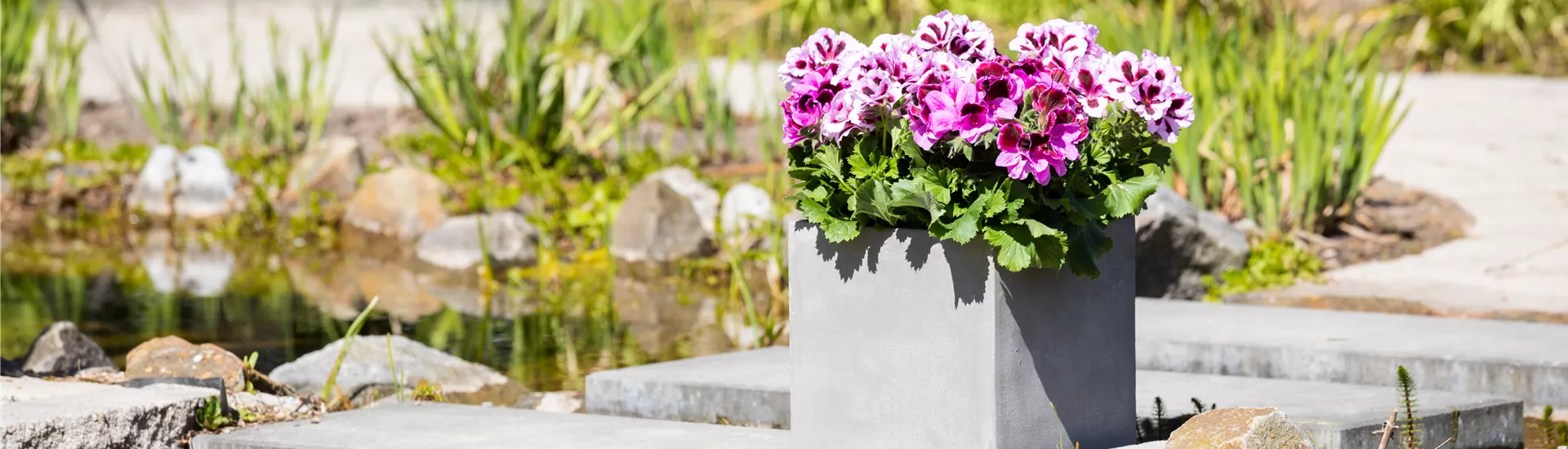 Bepflanzter Kübel im Gartenambiente Bepflanzter Kübel im Gartenambiente