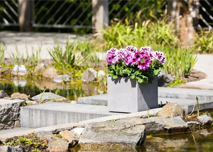 5 Jahreszeiten Saison Abo 5 Jahreszeiten Saison Abo