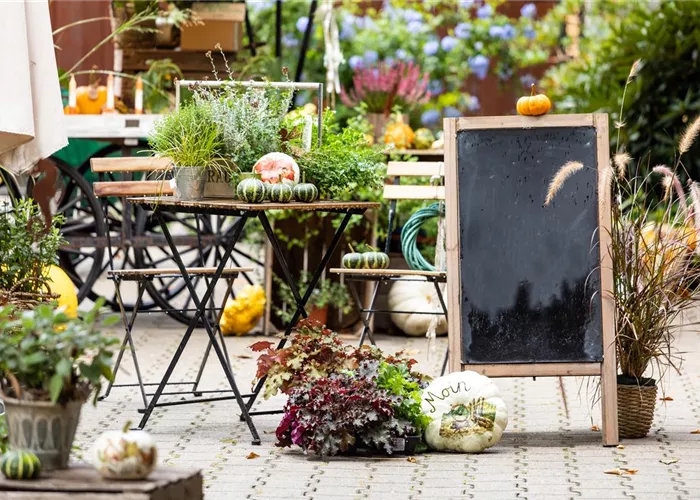 Kürbisdinner Kürbisdinner