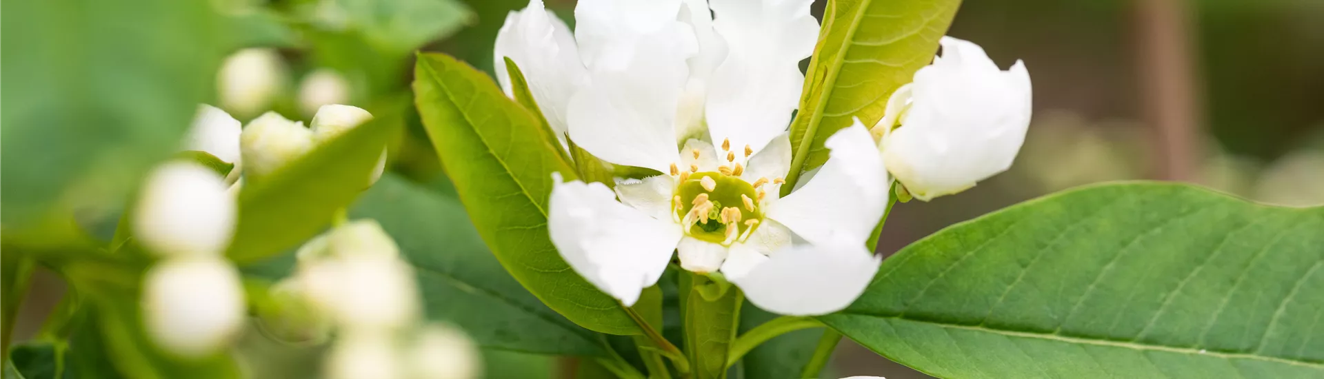 Exochorda racemosa 'Blushing Pearl'(s) Exochorda racemosa 'Blushing Pearl'(s)