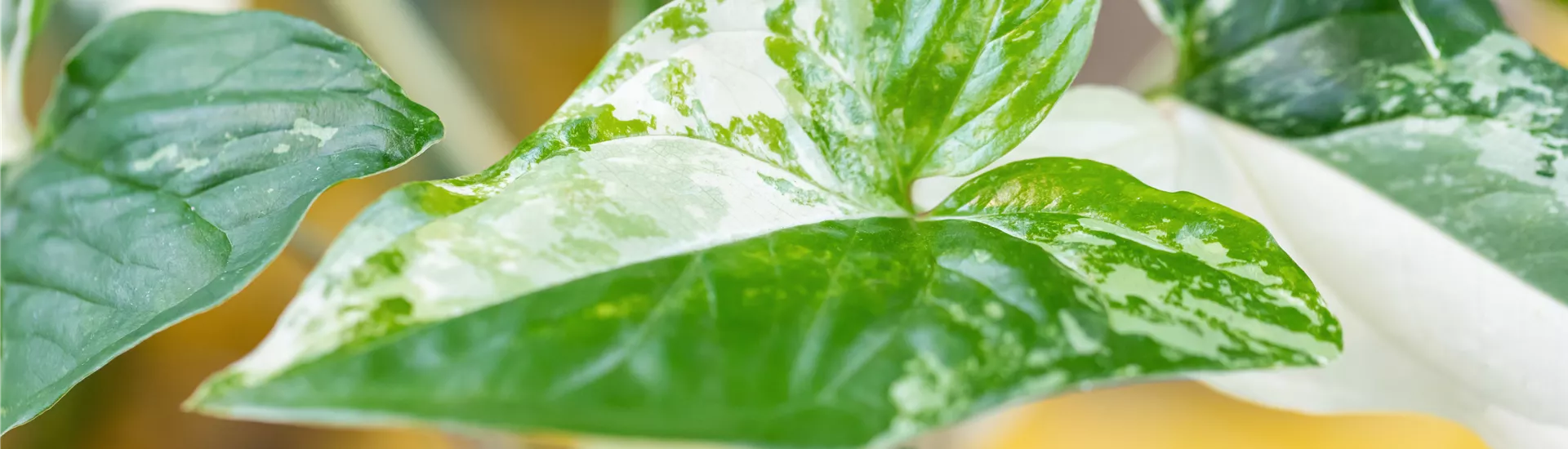 Syngonium podophyllum 'Variegata' Syngonium podophyllum 'Variegata'