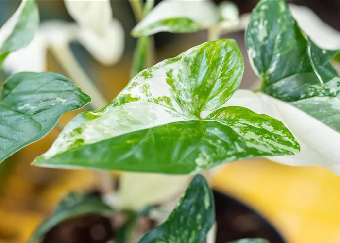 Innenraumbegrünung Innenraumbegrünung